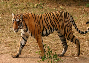 मार दिया जाएगा बाल्मिकी टाइगर रिज़र्व का आदमखोर बाघ,वन विभाग की तरफ से आदेश हो गया जारी